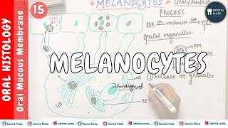 Melanocytes  Nonkeratinocytes  OMM  Dr Paridhi Agrawal [upl. by Htide]