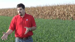 Cover Crops Following Winter Wheat or Corn Silage Harvest [upl. by Rempe]