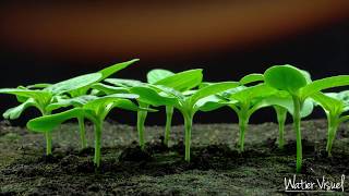 Time lapse sur germination et levée de Tournesol Timelapse [upl. by Nedmac50]