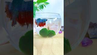 Beautiful Fish Fish Pot  Fish Aquarium shorts ytshorts fish fishbowl [upl. by Nick170]