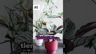 Secretos de las Calatheas ¡5 Datos Impactantes que No Sabías Hace 5 Minutos 🌴🎆 [upl. by Calondra]