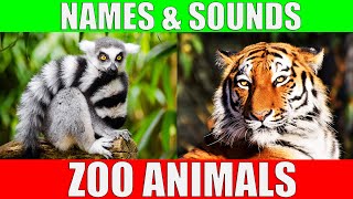 ZOO ANIMALS Names and Sounds to Learn for Kids Preschoolers and Kindergarten [upl. by Casavant]