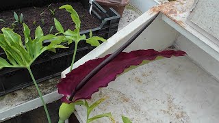 Dracunculus vulgaris dragon arum flowering [upl. by Leibman648]