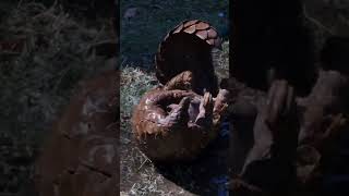 Pangolin hilarious video animals wildlife [upl. by Carrol]