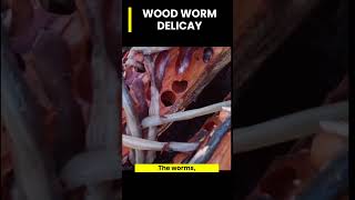 DARE TO EAT WOOD WORM  COME TO PHILIPPINES woodworm philippines food foodlover [upl. by Marcela]