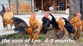 Ayam Serama Bulgaria  Malay Leo amp sons [upl. by Rayburn]