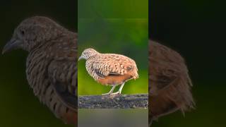 Buttonquail birdwatching cutebird quail shorts shortsfeed relaxing shortvideo [upl. by Nawotna]