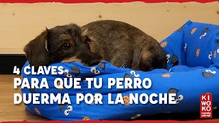 Mi perro no duerme por la noche ¿Qué hago 【¡4 CLAVES ✅】 [upl. by Arraeis]