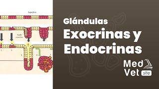 Epitelio glandular Glándulas Exocrinas y Endocrinas [upl. by Arden]