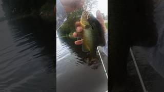 fishing penobscot river [upl. by Retha893]