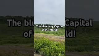 Hammonton NJ Blueberry Capital Of The World in the Garden State [upl. by Atileda]