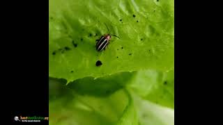 An unassuming Pigweed Flea Beetle sits on a leaf [upl. by Valdes]