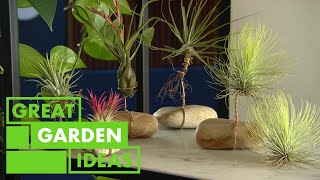 How to Grow and Care For Air Plants  GARDEN  Great Home Ideas [upl. by Pine]