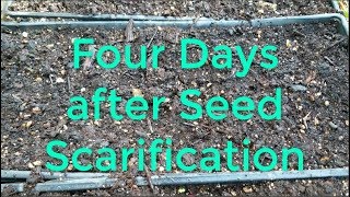 Seed Scarification Update and Soil Solarization [upl. by Ardnoed]