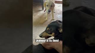 Jealousy at its peak  My dog after seeing me pet the neighbours dog [upl. by Brost]