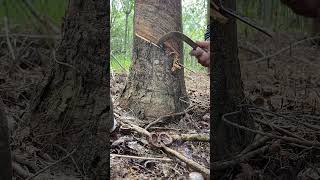 🌴 rubberfarming satisfying rubberwood rubber rubbertree woodworking rubberising woodwork [upl. by Retsae]