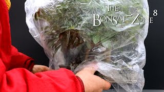 Pruning My quotDragon Stylequot Schefflera Bonsai The Bonsai Zone Dec 2021 [upl. by Woody]