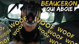 Beauceron qui aboie très fort  chien en colère [upl. by Starobin103]