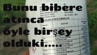 BİBER YETİŞTİRİCİLİĞİ BİBERDE ZİRAİ İLAÇLAMA İŞLEMİ KULLANDIĞIM İLAÇLAR BİBER EKİMİ YETİŞTİRİME [upl. by Asalocin]