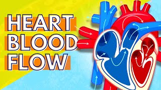 How Blood Flows Through the Heart [upl. by Pickering]