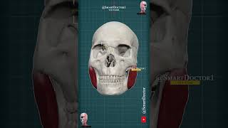 Masseter muscle 3D [upl. by Nosyerg]