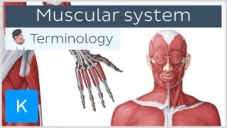 Muscular system  Anatomical terminology for healthcare professionals  Kenhub [upl. by Oeak181]