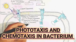 Phototaxis And Chemotaxis In Bacterium umerfarooqbiology7083 [upl. by Nakeber]