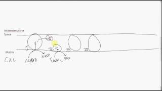 Electron Transport Chain [upl. by Luahs]