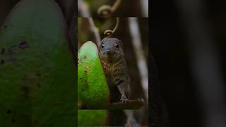 Tree shrews are the only small animals that use toiletscute animals [upl. by Ainoloppa286]