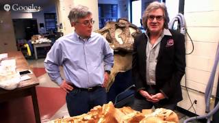 Dinosaur Fossils at the American Museum of Natural History [upl. by Namzed]