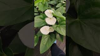 Plane white ANTHURIUM israel garden flowerharvest backyardgardening gardeningharvest gardening [upl. by Appel]