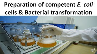 Preparation of competent E coli cells amp Bacterial transformation [upl. by Frentz]