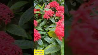 Ixora Plant  Flowering tips [upl. by Gaither]