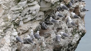 Kittiwake bird nest activity [upl. by Hcone]