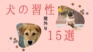 【驚き】犬の意外な習性15選知られざる面白い事実 [upl. by Elbas262]