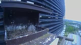 Adastral Park PerryCam Live Stream [upl. by Ahseenal]