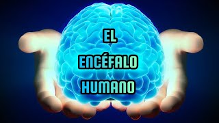 Anatomía del Encéfalo Humano sus partes y funciones [upl. by Coltin750]