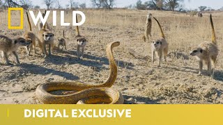 Cobra Vs Meerkat  Wild Africa  National Geographic Wild UK [upl. by Turnbull425]