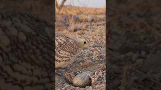 Chestnut bellied Sandgrouse in mountain🐦 youtube4animal tiktok4animal Sandgrouse Bird [upl. by Nevlin]