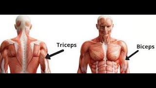 TRAINING BICEPS amp TRICEPS [upl. by Carrol288]