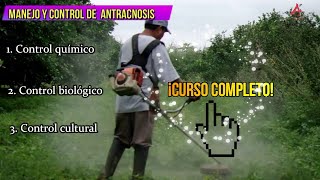 4 CURSO COMPLETO IDENTIFICACIÓN MANEJO Y CONTROL DE ANTRACNOSIS EN CÍTRICOS [upl. by Pippo]