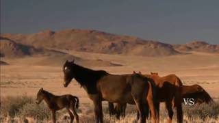 Oeste Africano Deserto da Namíbia HD Documentário Dublado National Geographic [upl. by Leahcim]