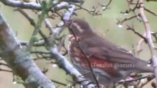 100 REDwings  100 Koperwieken Turdus iliacus [upl. by Nerol]