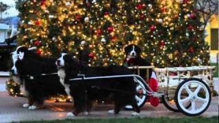 A Bernese Mountain Dog Christmas [upl. by Ayardna892]