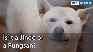 Is it a Jindo or a Pungsan Dogs are incredible EP1221  KBS WORLD TV 220517 [upl. by Ainav82]