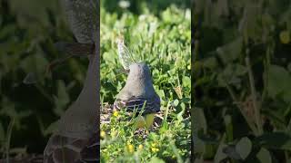 King Bird Eats Dragon Fly birds bird shorts shortvideo birding [upl. by Cohbath983]