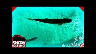 HUNDREDS of FISH Crystal Blue Water Big Spring Kitchitikipi Upper Peninsula GoPro [upl. by Veronike]