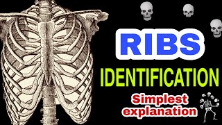 Ribs ll Sternum ll Identification ll Side determination of ribs ll Anatomy of Thorax ll anatomy ribs [upl. by Oilalue942]