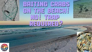 Baiting Crabs on the Beach No Trap RequiredBest Bait for Blue Crabs navarrefloridafishing [upl. by Concettina]