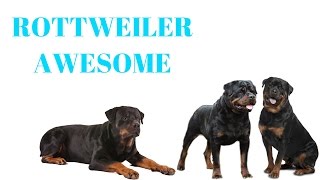 ROTTWEILERS Are Awesome ROTTWEILERS Life Compilation [upl. by Ivey]